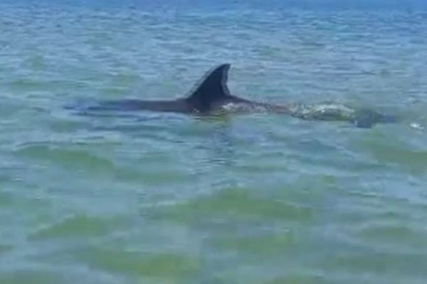 Делфини бягат от шума на войната