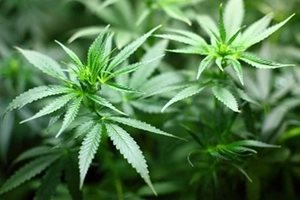 Швейцария с първа стъпка към легализацията на марихуаната