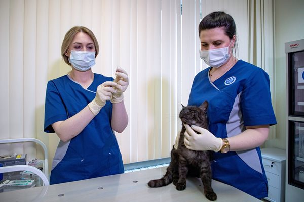 Котка получава доза от животинската ваксина срещу COVID Carnivac-Cov в клиника в Москва. 