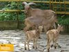 11 животни се родиха едновременно в старозагорския зоопарк (Видео)