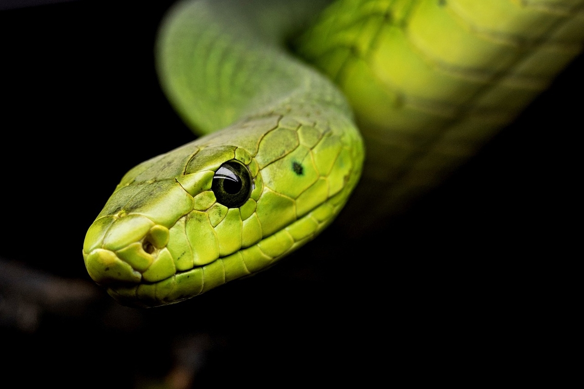 Учени откриха антитяло, което предпазва от смъртоносната отрова на различни видове змии