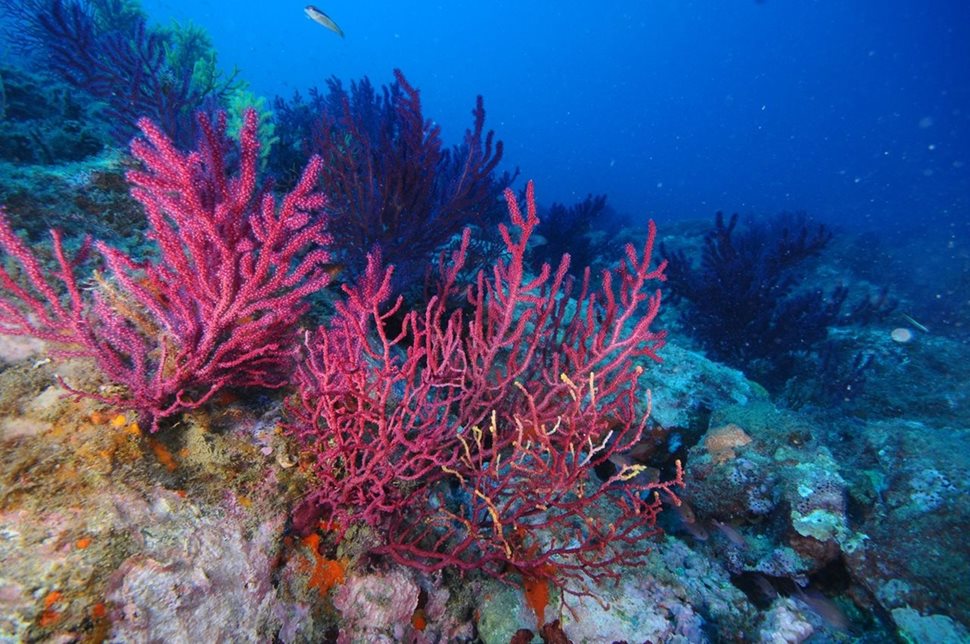 Колониите от корали в Средиземно море измират заради затоплянето.
СНИМКА: ЛИЧЕН АРХИВ на Хоаким Гарабу