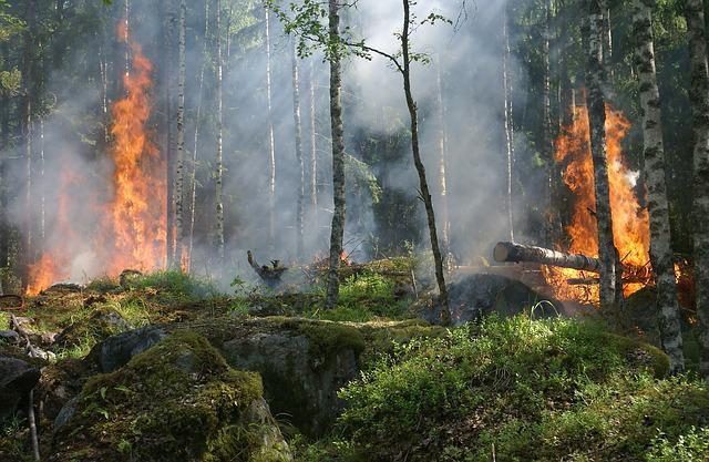 Овладян е големият пожар в Елховско, който обхвана около 5000 дка