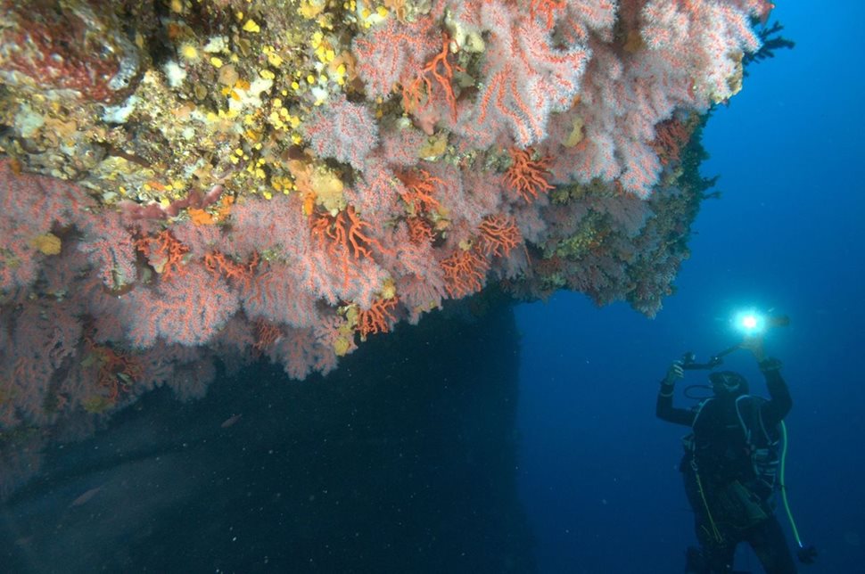 В подводна мисия Хоаким Гарабу търси оцелели корали.
СНИМКА: ЛИЧЕН АРХИВ