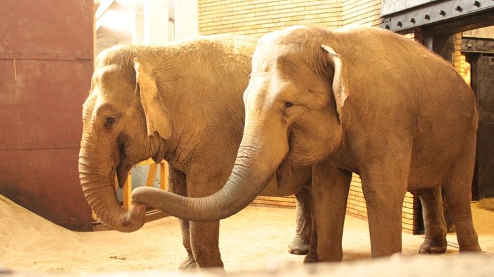 Слонове отново живеят в България! Гигантите Луиза и Фрося вече са в столичния зоопарк