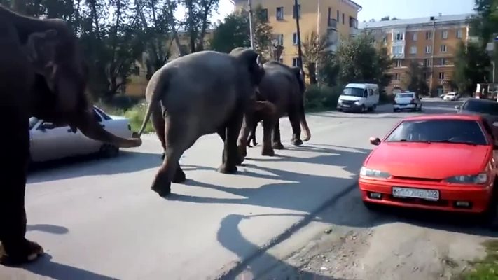 Слонове се разходиха по улиците на руски град (Видео)