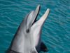 Делфини се друсат с шипове на отровни риби