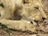 Лъв се грижи за бебе антилопа (Видео)