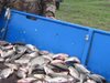 ПГ на ГЕРБ внесе в Народното събрание  предложение за драстични наказания на рибарите бракониери