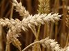 1,2 млн. дка с пшеница са засети в Добричка област