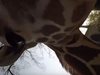 Учени ще наблюдават навиците на жираф в германски зоопарк (Видео)