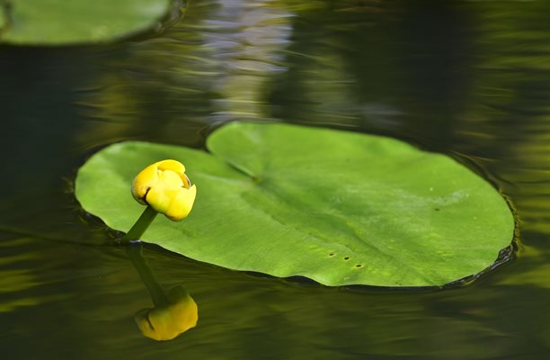 Непознат вид гигантска водна лилия беше открит в лондонската ботаническа градина