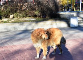 Популацията на безпризорните кучета в Асеновград се е увеличила.