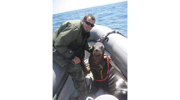 ЛЮБИМЕЦ: Кол Пърски с един от тюлените, за които се е грижел в Сан Диего (последна снимка на младежа). 