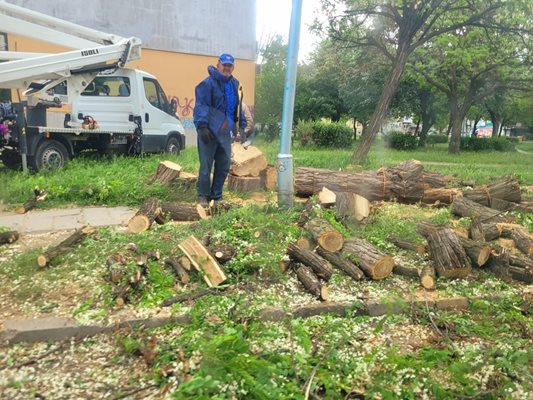 Рабитници с техника от "Градини и паркове" нарязаха акацията на ул. "Ружа". Снимки: Мирослав Тенев