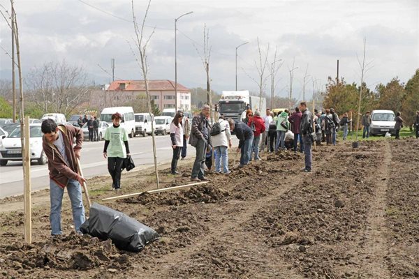 Екипът на "24 часа" се включи в озеленяването на София и на 21 април засади 100 чинара по бул. "Ботевградско шосе".
