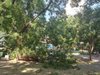 Огромен клон рухна в парк в пловдивския квартал "Кършияка" (Снимки)