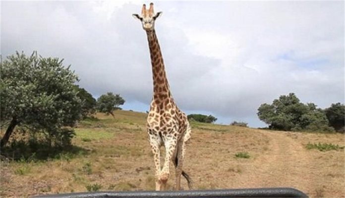 Гневен жираф гони туристи