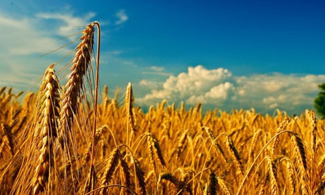 Зърнопроизводителите блокират с трактори 4 гранични контролнопропускателни пункта в България – в Кардам, Силистра, Русе и Видин.