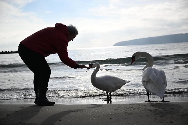 Лебеди от Скандинавия пристигнаха във Варна Снимка: Орлин Цанев