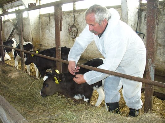 Освен кравите, на ваксинация подлежат и малките теленца.