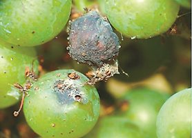 Този месец да се следи за гъсениците на шарения гроздов молец