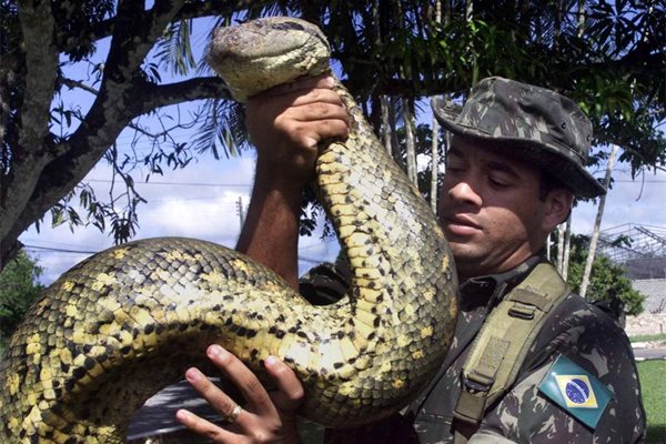 Бразилски войник държи анаконда, хваната в джунглата. Дори и най-страховитите днешни змии са  поне двойно по-малки от древния гигант.