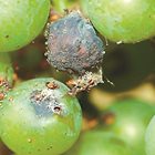 Този месец да се следи за гъсениците на шарения гроздов молец