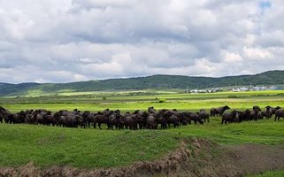 Мурра - фермата за биволи, която расте с иновации