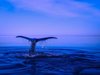Най-редкият кит в света е изхвърлен на плаж в Нова Зеландия
