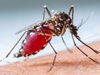 Увеличен риск от малария в Гърция