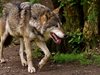 Някои породи кучета са запазили способността си да реагират на вълчия вой