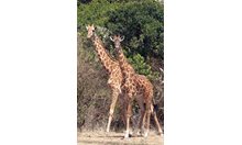 Страхливият фотограф и злите жирафи