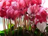 Домашни хитрини: Как цветята да
останат у дома красиви като в магазина