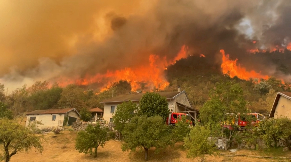 Смайващи са глобалните загуби на дървета заради пожарите