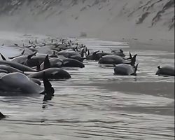 Откриха над 30 кита гринди мъртви на плаж в Австралия