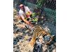 100 Кила гали тигър в Тайланд