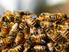 Учени: Някои пчели са аутисти