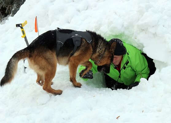 По време на обучението на Витоша кучетата търсят затрупани под снега хора.