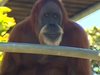 На 62 години умря най-възрастният орангутан в света (Видео)