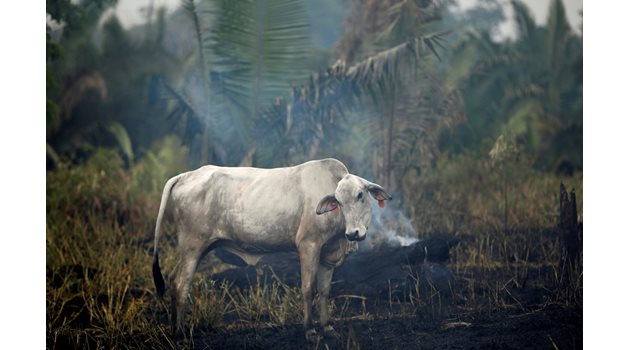 Крава пасе на новоосвободената от дървета земя в амазонската гора на Бразилия. Правителството на страната толерира фермерите да унищожават джунглата.