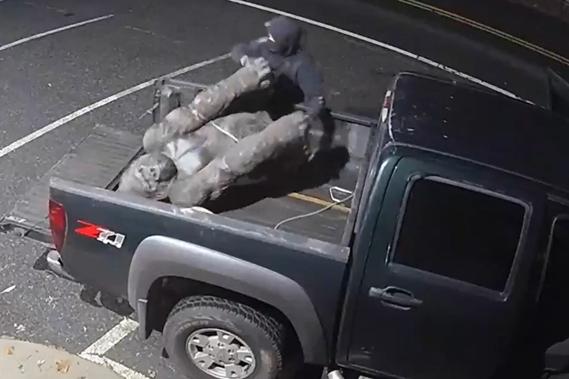 Полицията в САЩ издирва мъж, откраднал статуя на горила от магазин за антики (Видео)