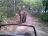 Слон подгони група туристи в индийски парк (Видео)