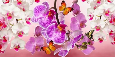Градина: С коя паста орхидеите започват да цъфтят на мига