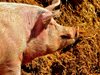 ГДБОП пресече нелегален внос на над 20 тона свинско месо

