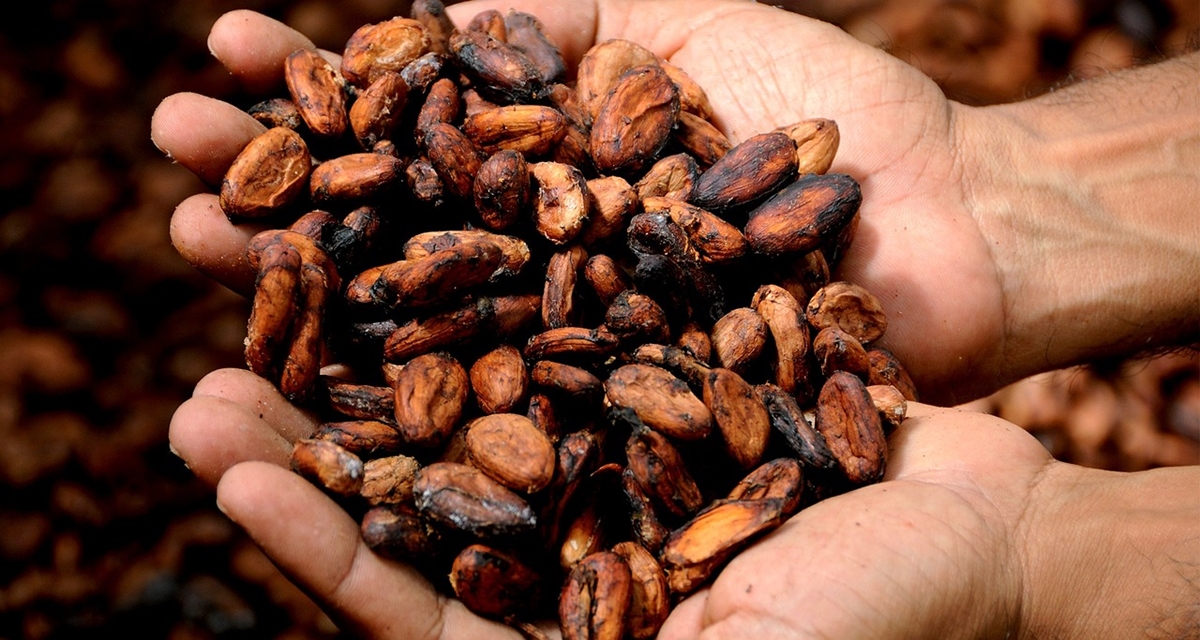 По-малко какао, ако не увеличат заплащането на фермерите