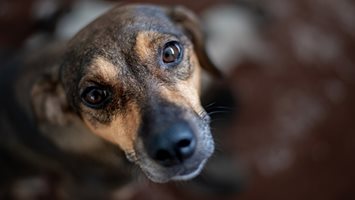 Над 200 кучета живеят в потресаващи условия в приют (Видео)