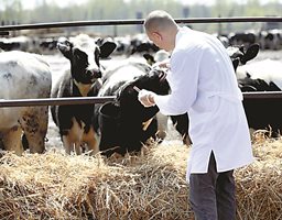 Вече има случаи и на предаване на птичи грип от крава на крава в САЩ
