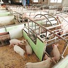 Свиневъдите получават втори транш за хуманно отношение без редукция