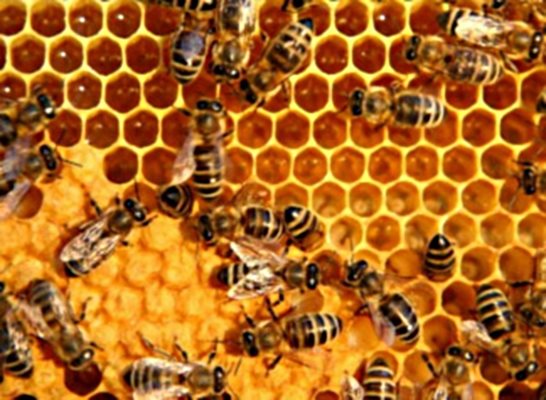Прополисът - пчелният антибиотик